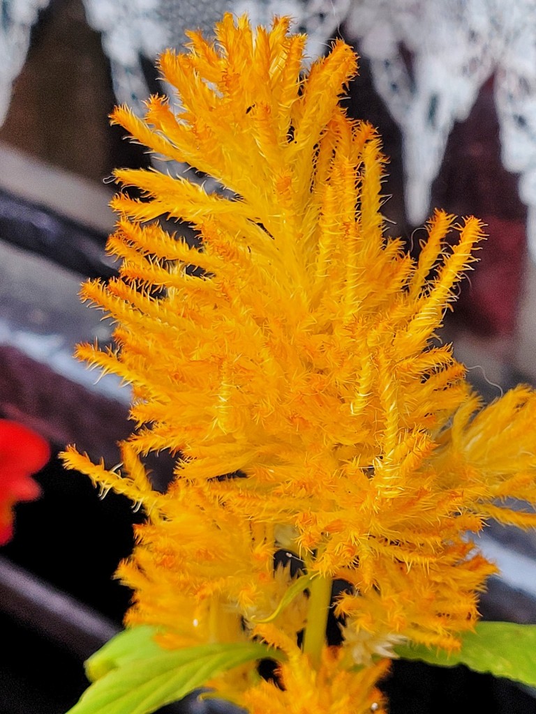 Foto: Flor - La Casona (Asturias), España