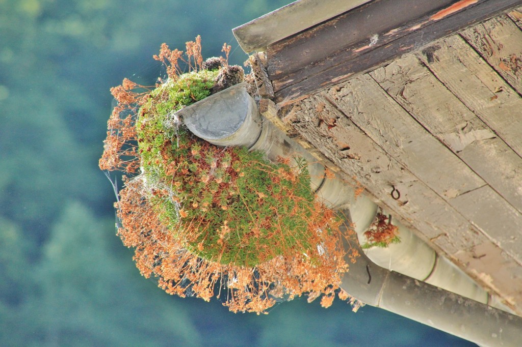 Foto: Detalle de un tejado - Sotres (Asturias), España
