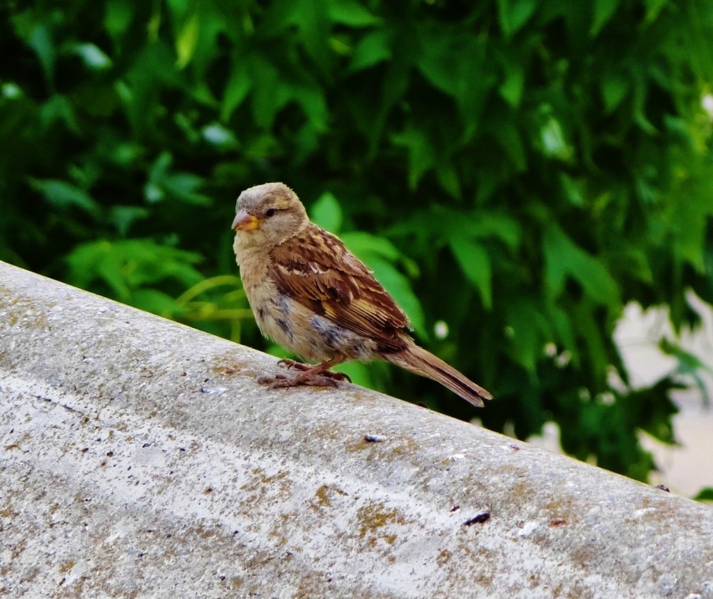 Foto: Fauna autóctona - Hamburg (Hamburg City), Alemania