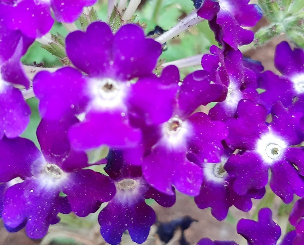 Foto: Flor - Alarcón (Huelva), España
