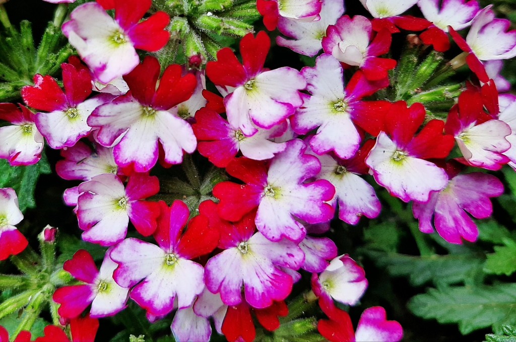 Foto: Flor - Alarcón (Huelva), España