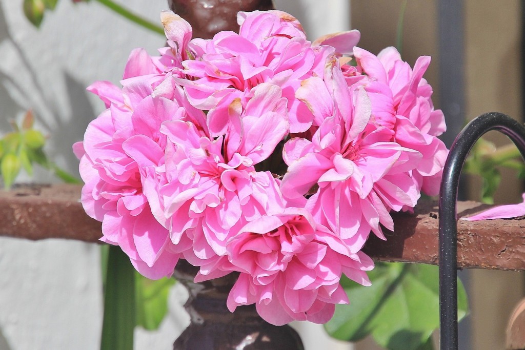 Foto: Flor - Los Marines (Huelva), España
