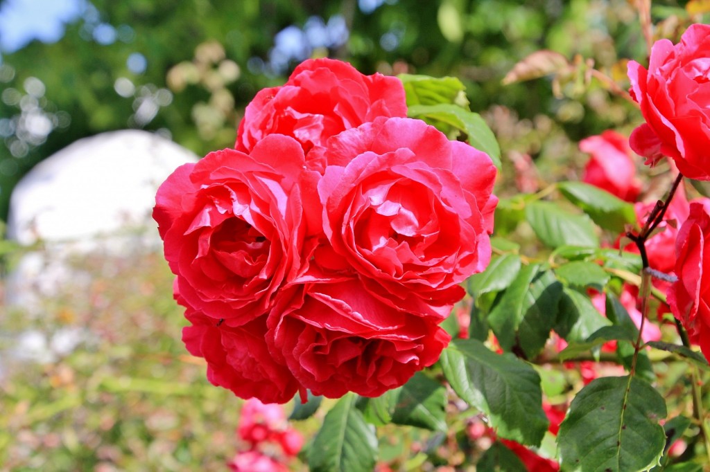 Foto: Flor - Los Marines (Huelva), España