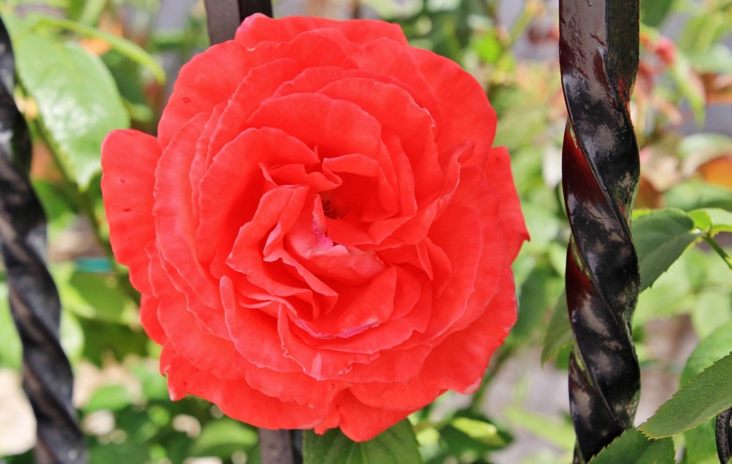 Foto: Flor - Los Marines (Huelva), España