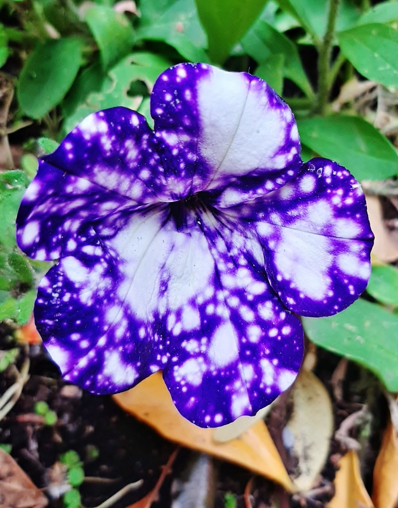 Foto: Flor - Alarcón (Huelva), España