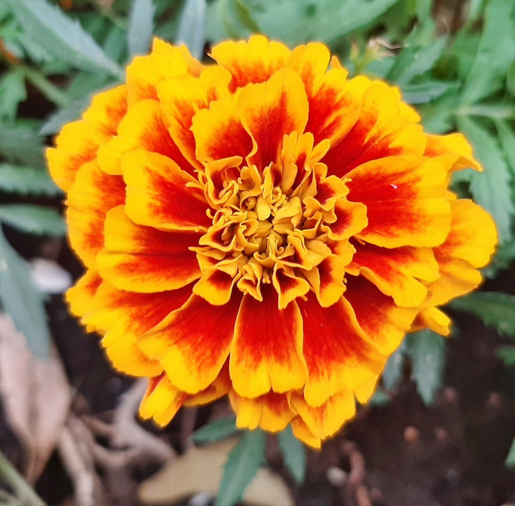 Foto: Flor - Alarcón (Huelva), España