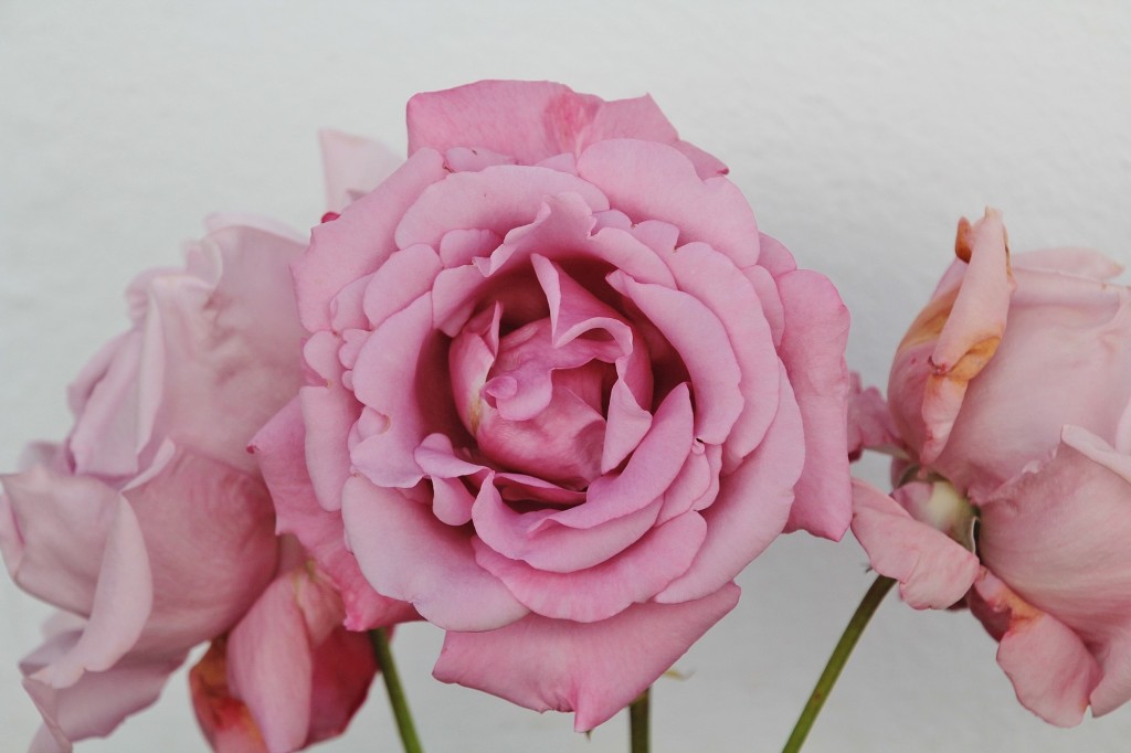 Foto: Flor - Los Marines (Huelva), España