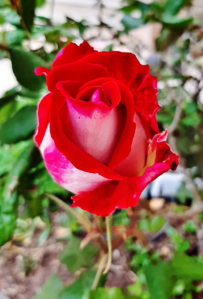 Foto: Flor - Alarcón (Huelva), España