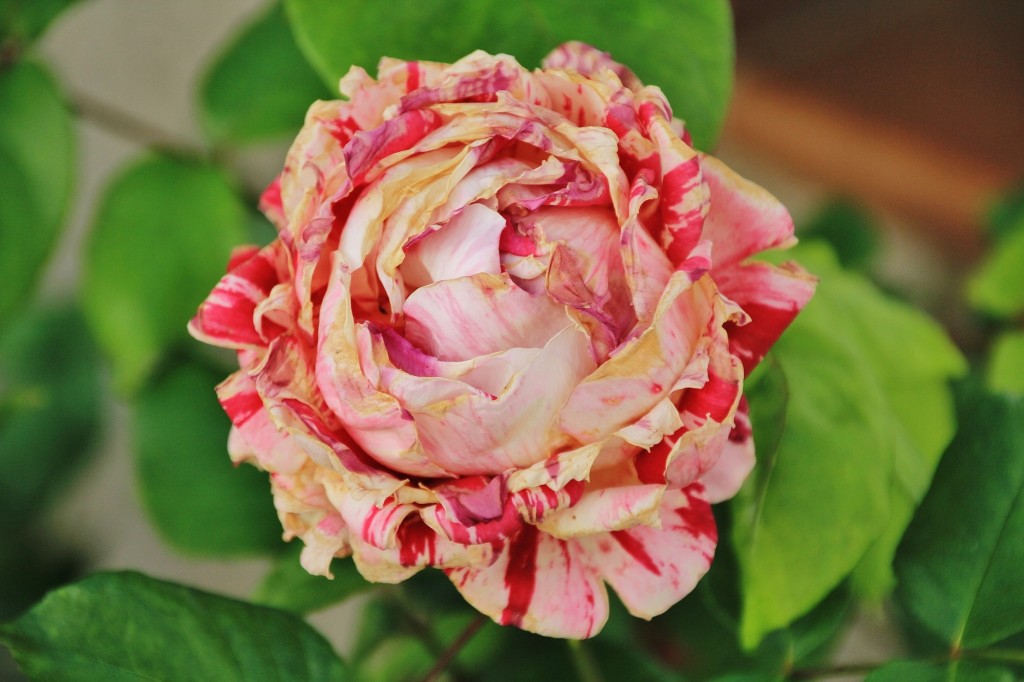 Foto: Flor - Los Marines (Huelva), España