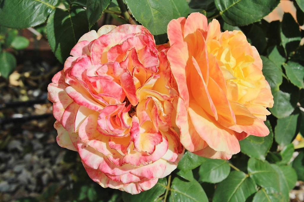 Foto: Flor - Los Marines (Huelva), España