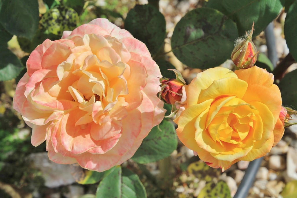 Foto: Flor - Los Marines (Huelva), España