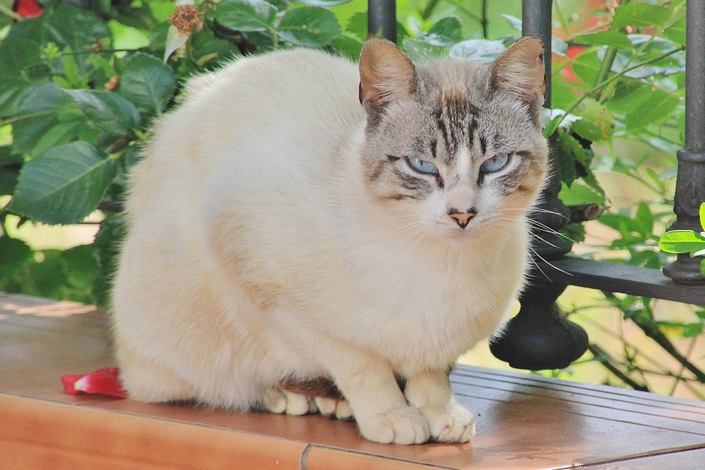 Foto: Gatito - Los Marines (Huelva), España
