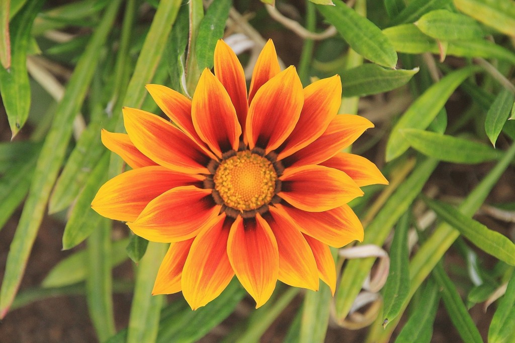 Foto: Flor - Los Marines (Huelva), España
