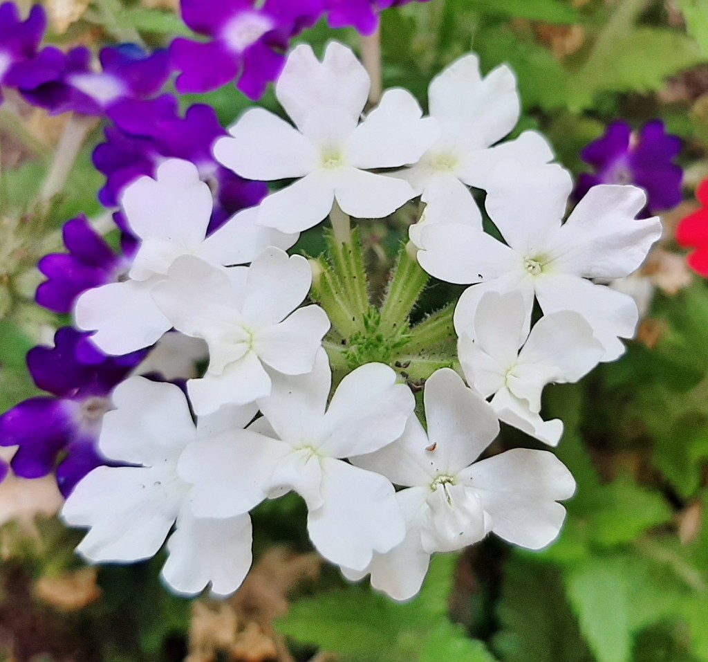 Foto: Flor - Alarcón (Huelva), España