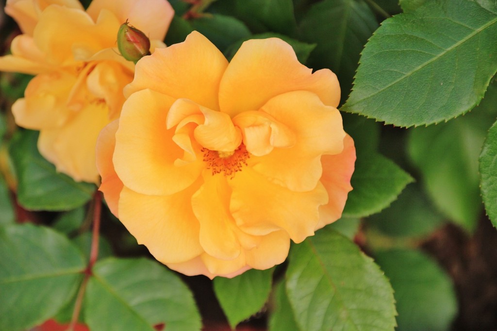 Foto: Flor - Los Marines (Huelva), España