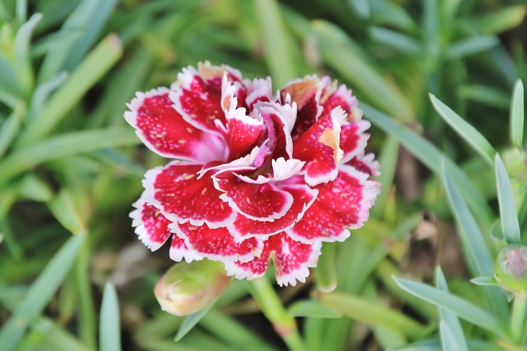 Foto: Flor - Los Marines (Huelva), España