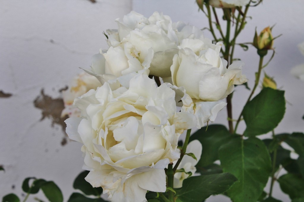 Foto: Flor - Los Marines (Huelva), España