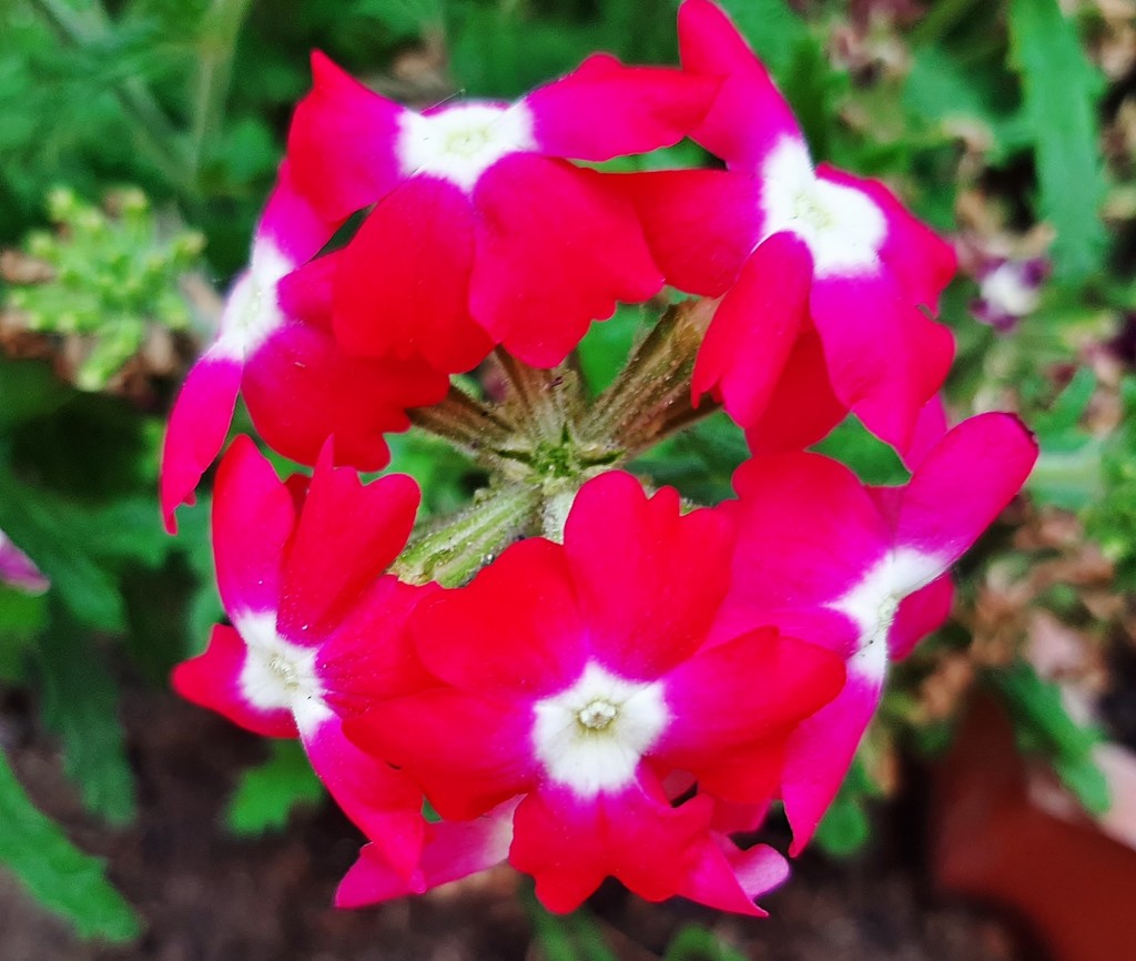 Foto: Flor - Alarcón (Huelva), España