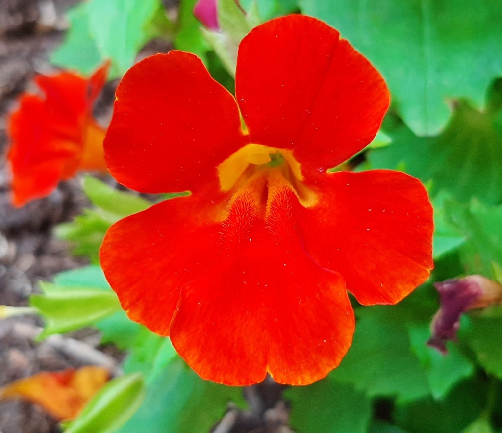 Foto: Flor - Alarcón (Huelva), España