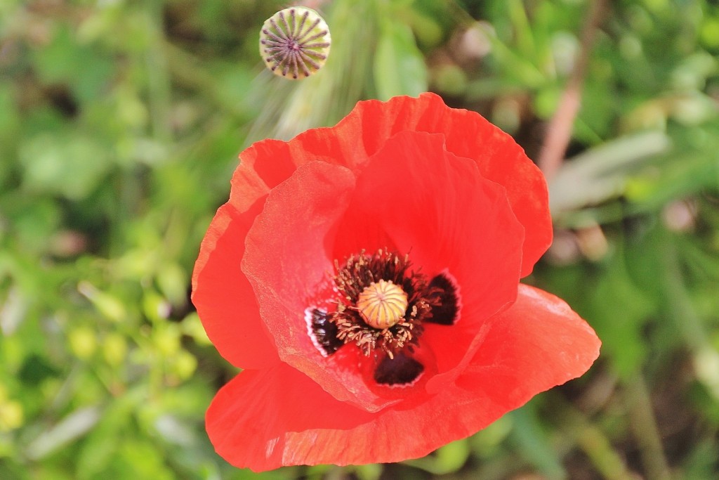 Foto: Flor - Los Marines (Huelva), España