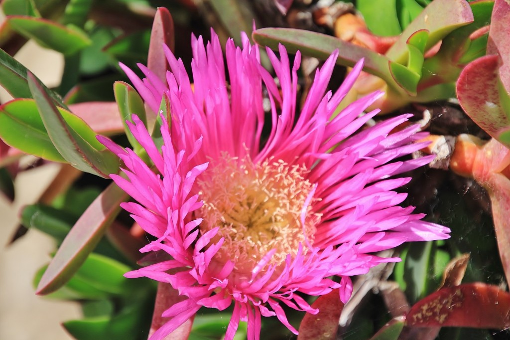 Foto: Flor - Los Marines (Huelva), España
