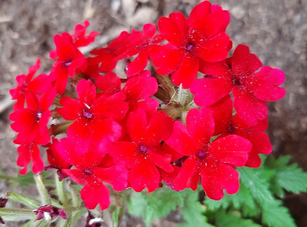 Foto: Flor - Alarcón (Huelva), España