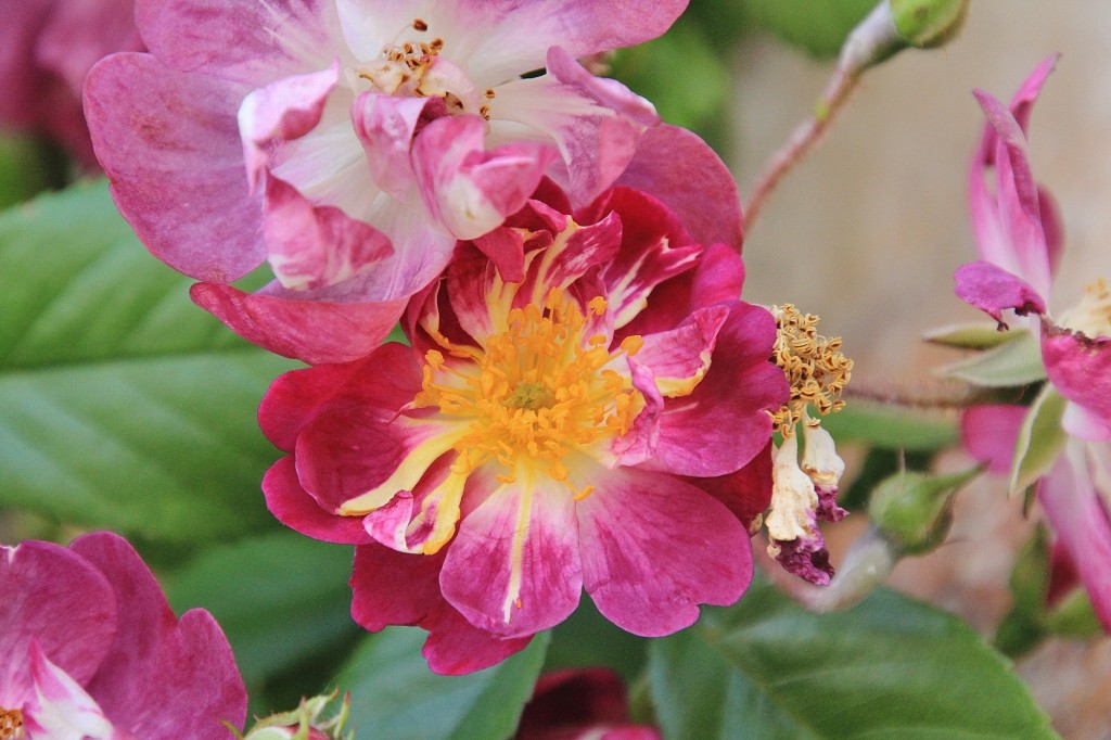 Foto: Flor - Los Marines (Huelva), España