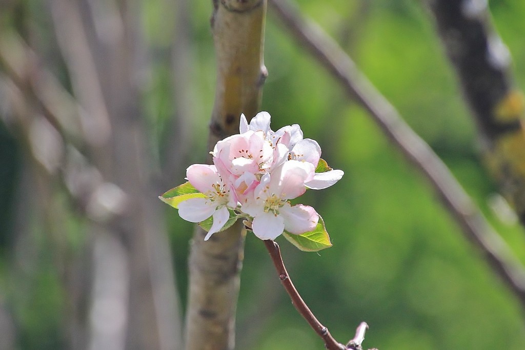 Foto: Flor - Los Marines (Huelva), España