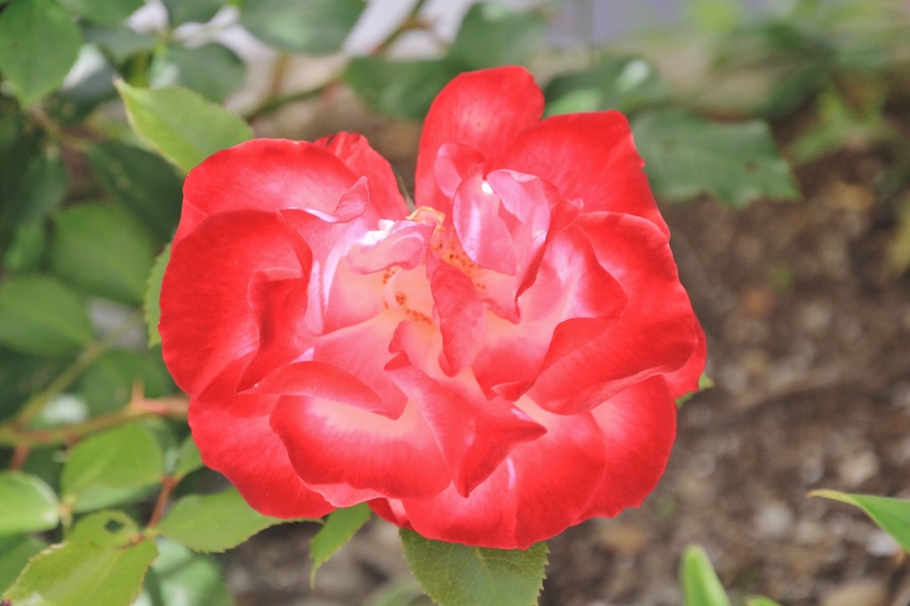 Foto: Flor - Fuenteheridos (Huelva), España