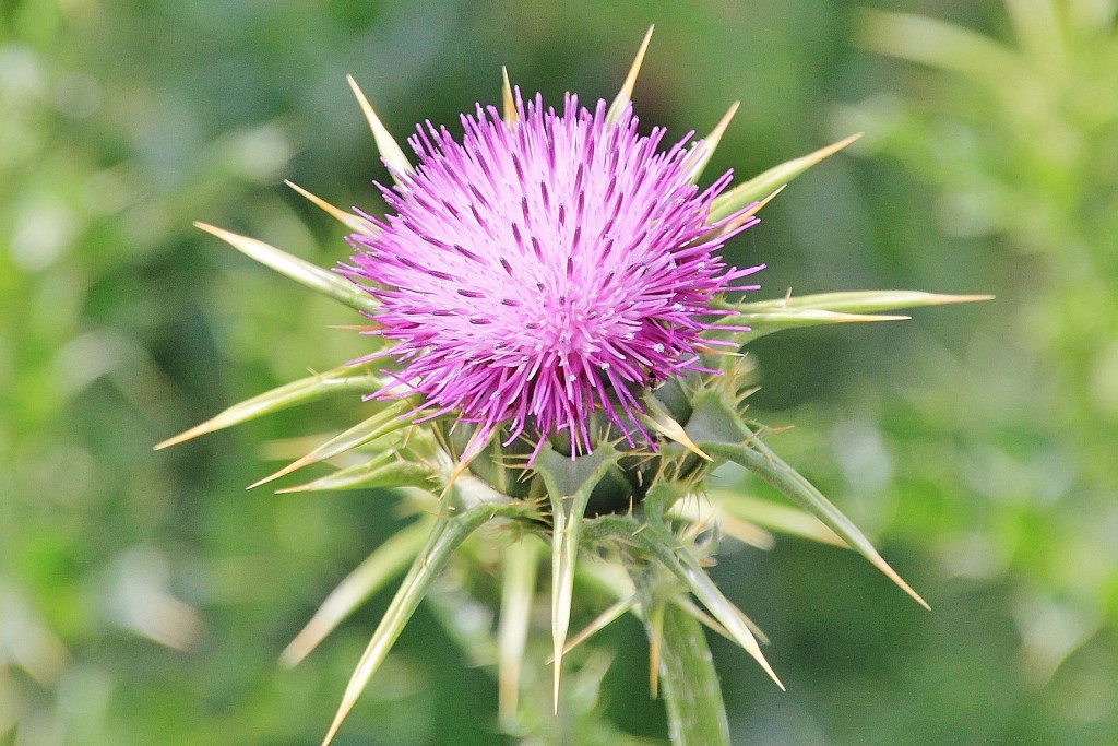 Foto: Flor - Castaño del Robledo (Huelva), España