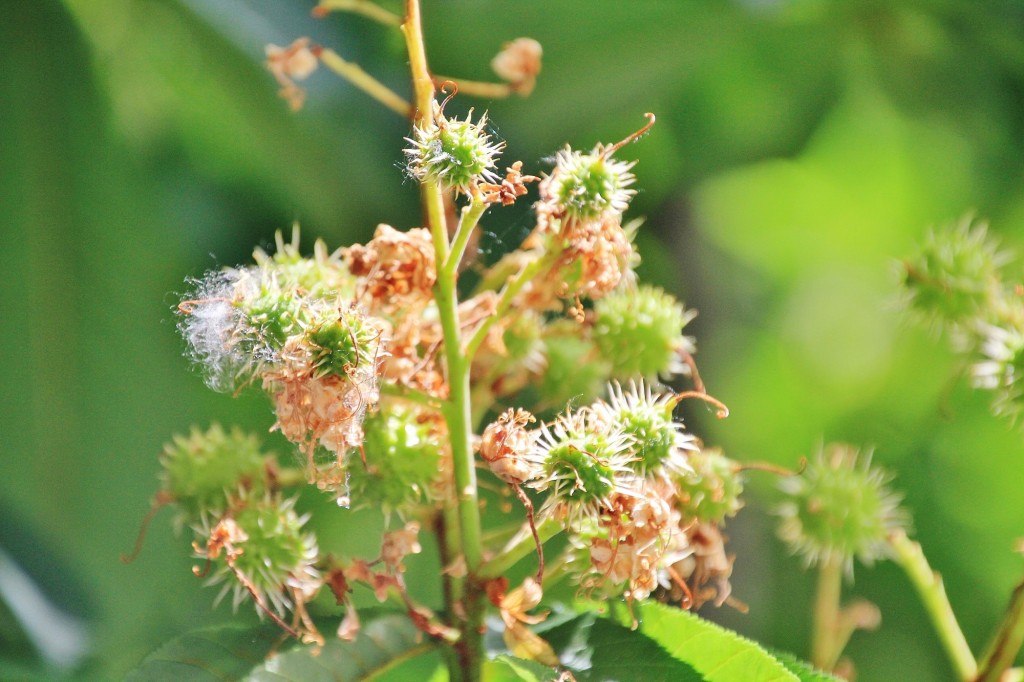 Foto: Flor - Fuenteheridos (Huelva), España