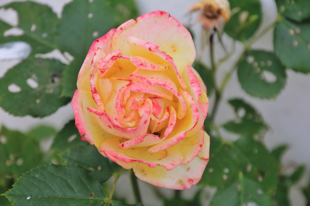 Foto: Flor - Almonáster la Real (Huelva), España