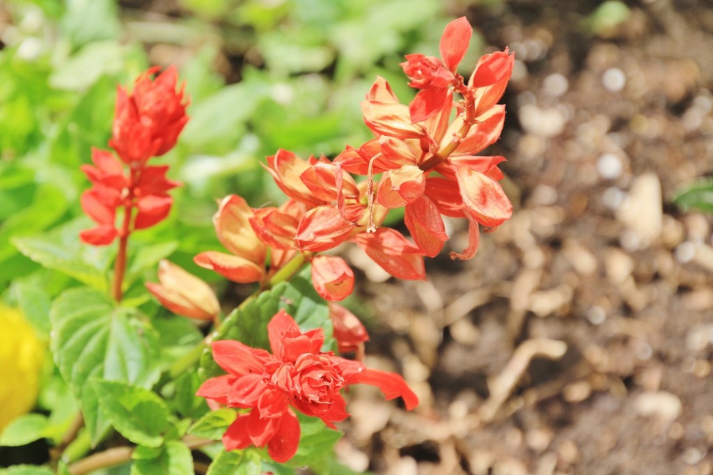 Foto: Flor - Castaño del Robledo (Huelva), España