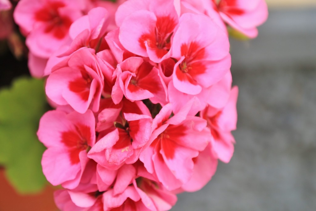 Foto: Flor - Fuenteheridos (Huelva), España