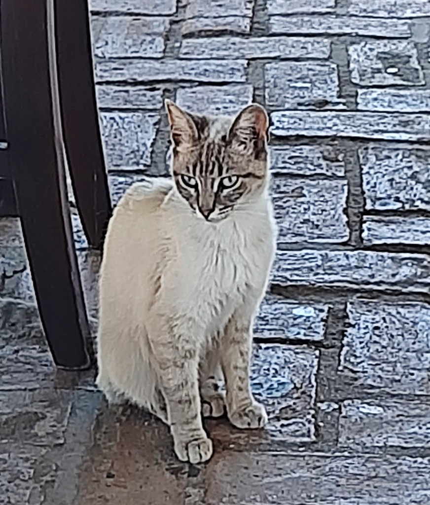 Foto: Gatito - Palos de la Frontera (Huelva), España