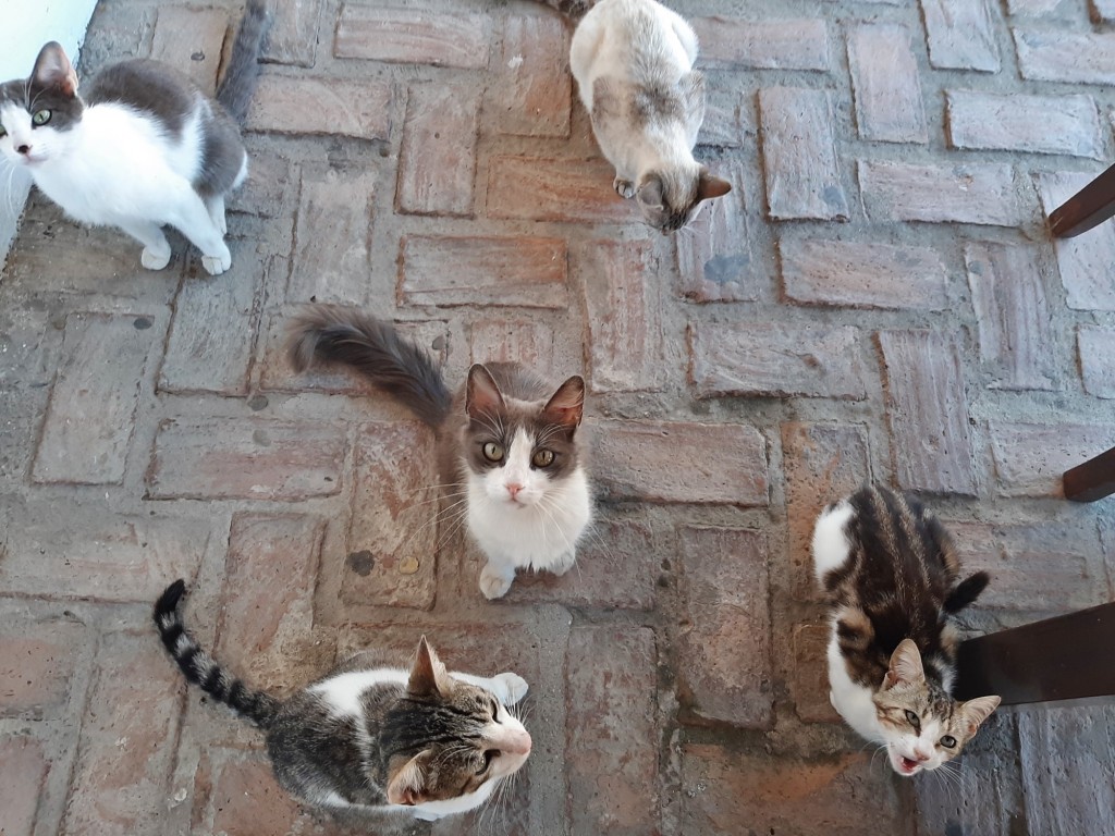 Foto: Gatitos - Palos de la Frontera (Huelva), España