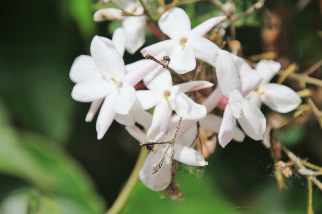 Foto: Flor - Fuenteheridos (Huelva), España