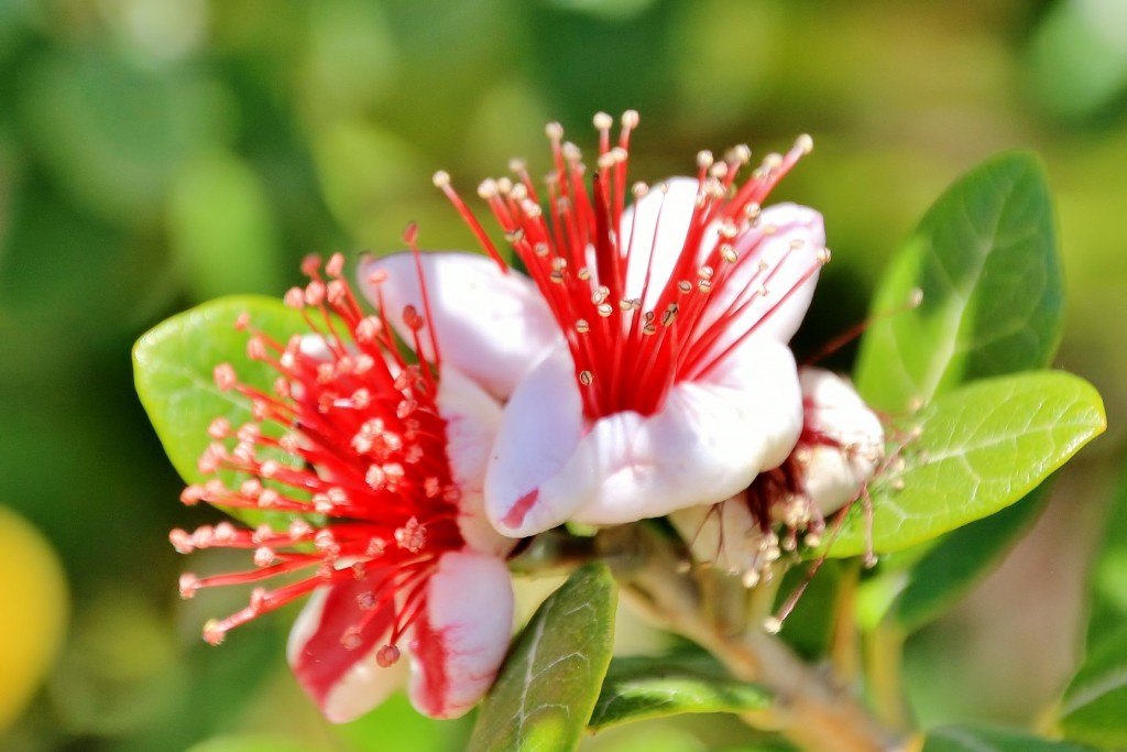 Foto: Flor - Palos de la Frontera (Huelva), España