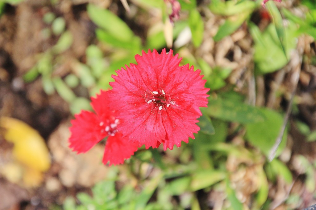 Foto: Flor - Castaño del Robledo (Huelva), España
