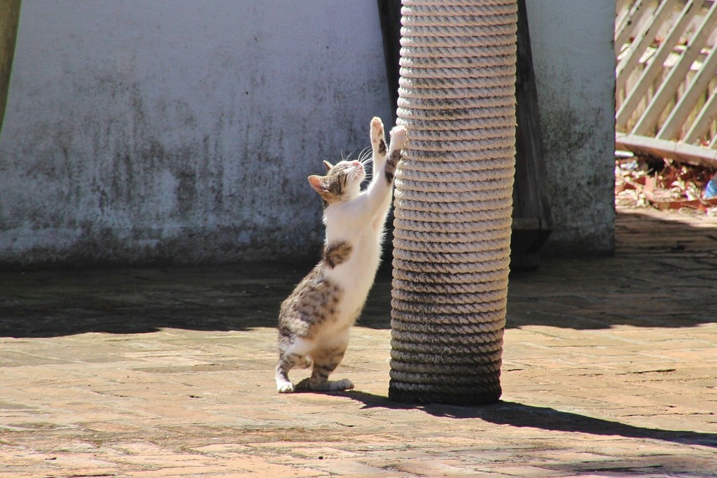 Foto: Gatito - Palos de la Frontera (Huelva), España