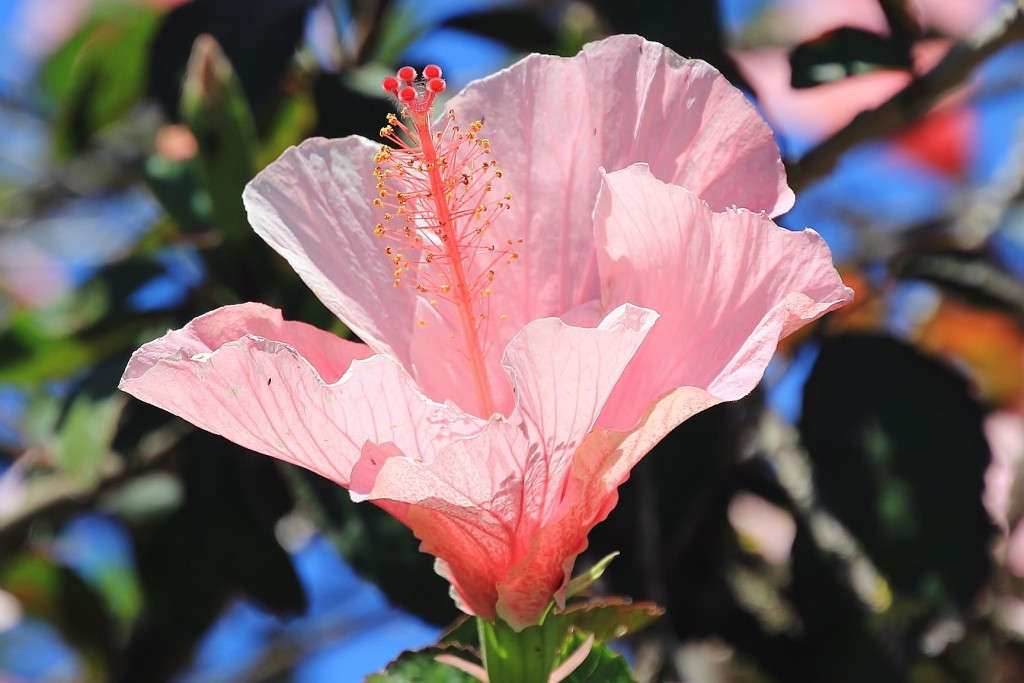 Foto: Flor - Palos de la Frontera (Huelva), España
