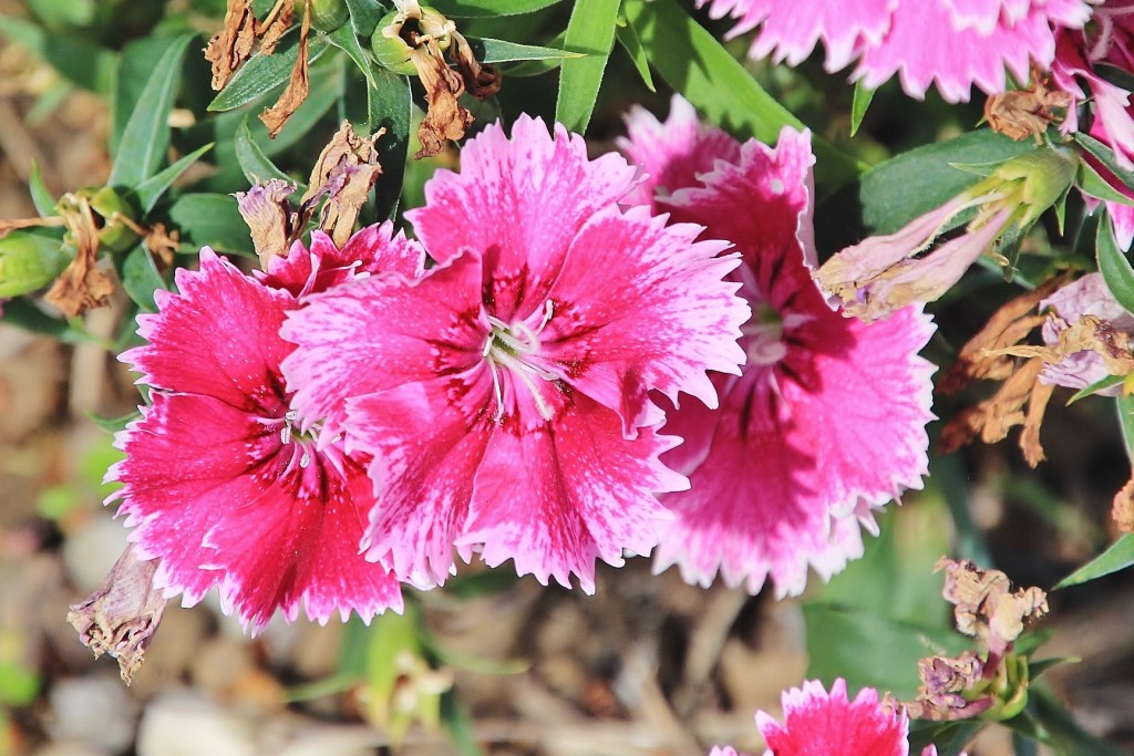 Foto: Flor - Castaño del Robledo (Huelva), España