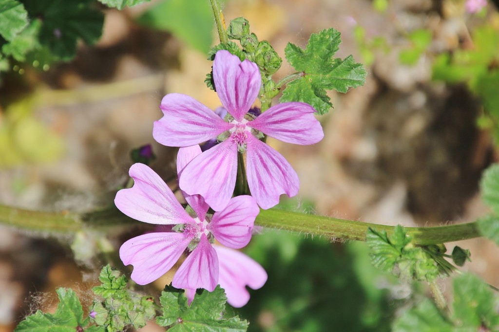 Foto: Flor - Fuenteheridos (Huelva), España