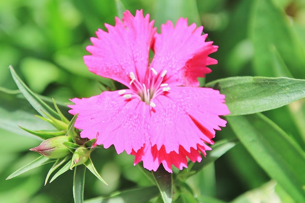 Foto: Flor - Castaño del Robledo (Huelva), España