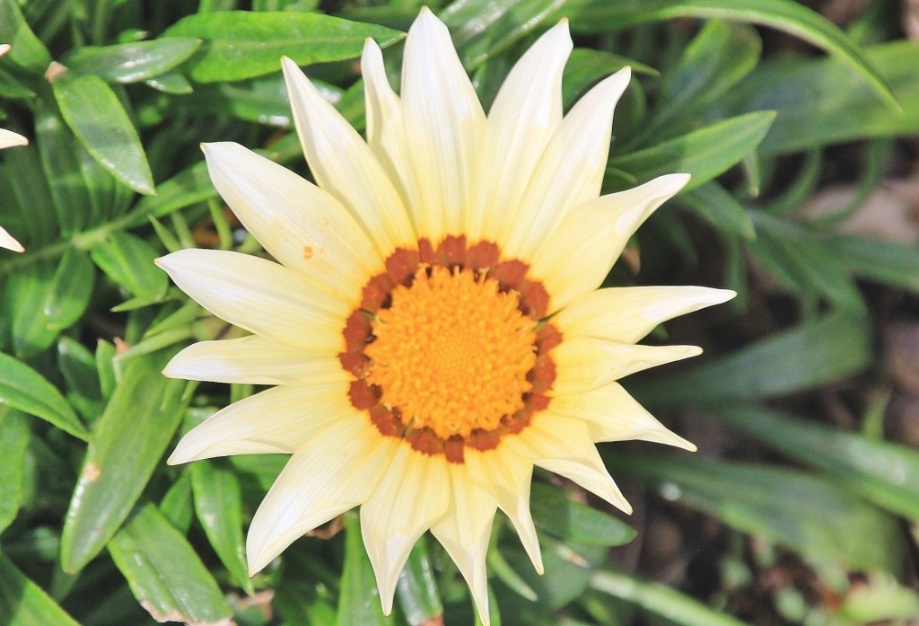Foto: Flor - Castaño del Robledo (Huelva), España