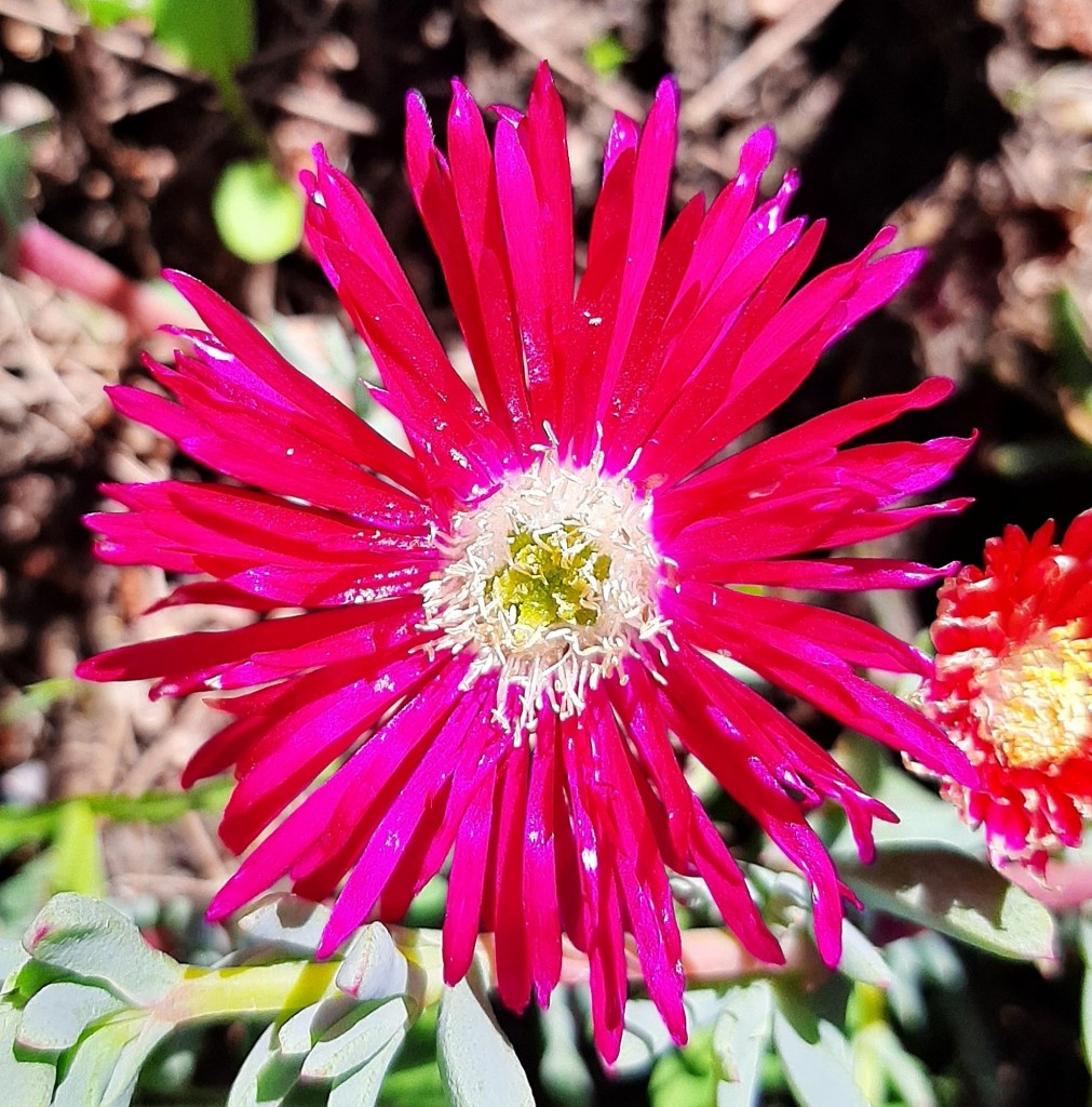 Foto: Flor - Almonáster la Real (Huelva), España