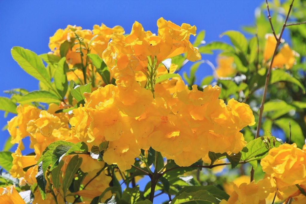 Foto: Flor - Palos de la Frontera (Huelva), España