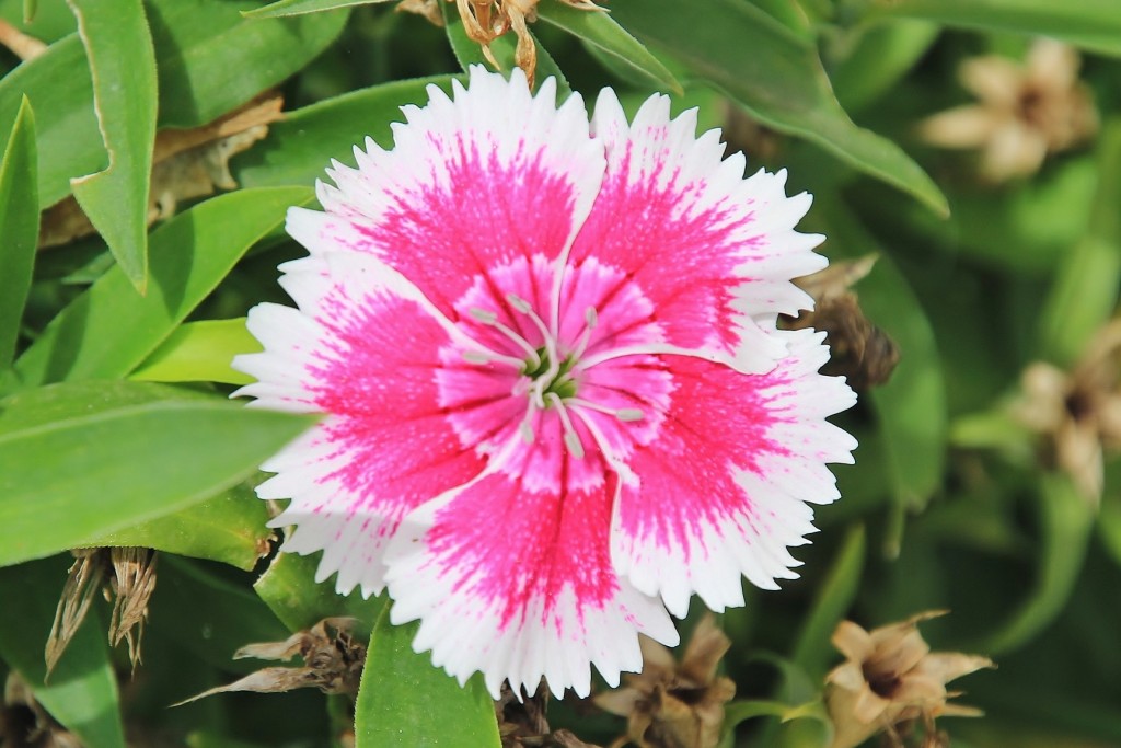 Foto: Flor - Almonáster la Real (Huelva), España