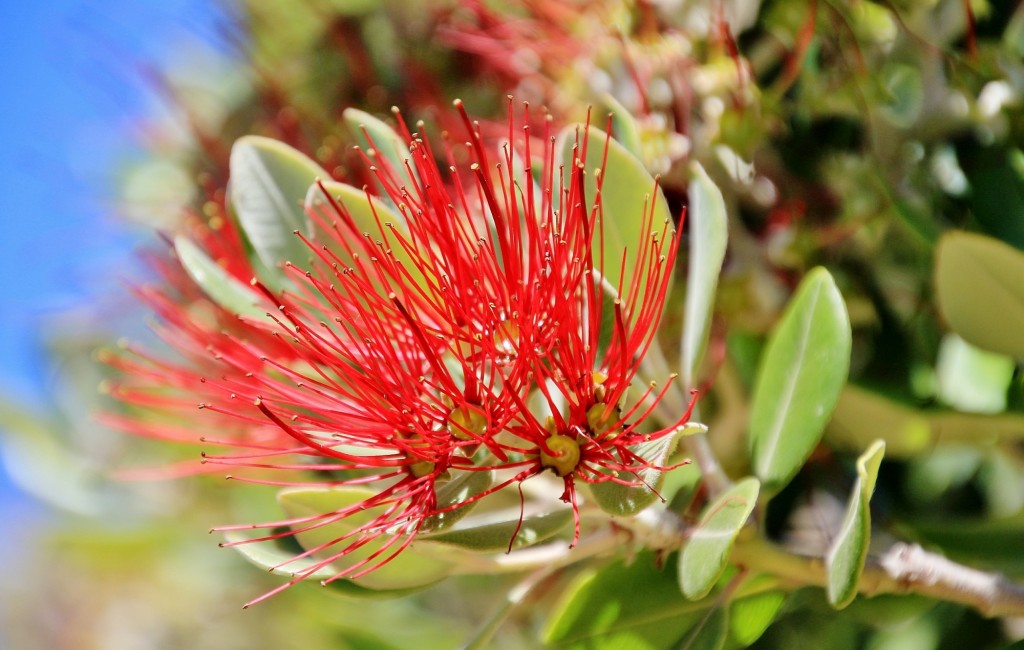 Foto: Flor - Palos de la Frontera (Huelva), España