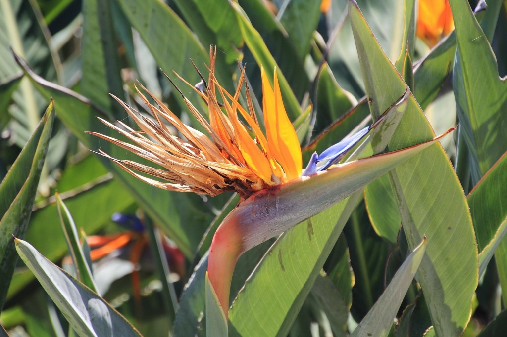 Foto: Flor - Palos de la Frontera (Huelva), España